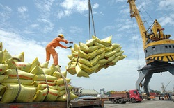 Hơn 200 thương nhân đủ điều kiện kinh doanh xuất khẩu gạo