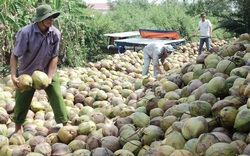 Trà Vinh: Hạn mặn hoành hành như thế, loài cây này vẫn ra trái quá trời, cứ 10 hộ nông dân có 4 hộ trồng