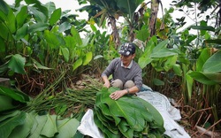 Nông dân làng Hà Nội “hốt bạc” nhờ trồng loại lá không thể thiếu dịp Tết Nguyên Đán