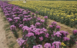 Dân làng trồng hoa cúc đất lớn nhất tỉnh Quảng Nam tất bật chăm hoa với mong mỏi một điều này thôi
