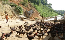 Một nông dân tỉnh Lào Cai nuôi la liệt con đặc sản bay nhảy khắp đồi và trồng rau mà thành tỷ phú