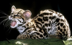 Mèo đốm margay - loài động vật đáng yêu nhưng đang đứng trước nguy cơ tuyệt chủng