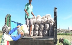 Bình Thuận: Trồng củ cải, cứ 1 sào dân đào được 15 tấn, nhưng bán 1 tạ củ chưa mua nổi 1 ký thịt heo
