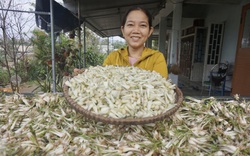 Đà Nẵng: Trồng cây ra củ màu trắng ngà, cay nồng, nông dân Hòa Nhơn bội thu dịp Tết