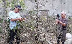 Phú Yên: Tết nhất đến nơi rồi, dân các làng trồng mai Tết lo sốt vó, thương lái cứ bình chân như vại