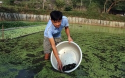 Tuyên Quang: Nuôi loài ốc nhồi đẻ rõ lắm, ông nông dân vớt những con ốc li ti bán 3 triệu/kg