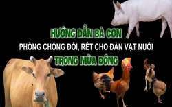 Clip: Hướng dẫn bà con chủ động phòng chống đói, rét cho đàn vật nuôi trong mùa đông