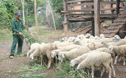 Phú Yên: Giúp hộ nghèo chăn nuôi, nhân đàn gia súc lớn 