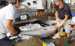 Giáp Tết, đơn hàng cá ngừ đại dương đi Mỹ, châu Âu... tăng vọt