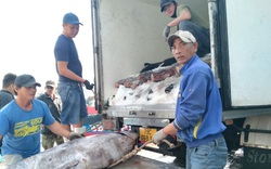 Giáp Tết, ngư dân Khánh Hòa liên tục trúng các mẻ cá ngừ đại dương, lãi hàng chục triệu đồng/chuyến