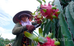 Bộ NNPTNT đặt tham vọng xuất khẩu rau quả lọt 5 nước hàng đầu thế giới, đạt 8-10 tỷ USD 