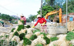 Bình Định: Trúng mùa, dân đào la liệt thứ củ trắng hếu, xếp hàng đống chở vào Nam bán dịp Tết