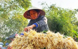 Hà Tĩnh: Giáp tết, ở nơi này nhà nào cũng hối hả đào la liệt thứ củ trắng này bán cho kịp