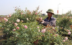 Sau cách ly vì Covid-19, làng Hạ Lôi như hừng thêm sức sống, trồng 400 cây hoa hồng khủng đã có người mua hết
