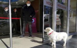 Clip: Cảm động chú chó đợi chủ điều trị Covid-19 suốt nhiều ngày tại cổng bệnh viện