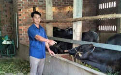 "Liều" nuôi giống bò lạ to bự, một ông nông dân tỉnh Bình Định giàu lên nhanh, lãi đều như vắt chanh 