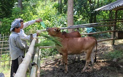 Bỏ trồng ngô lên núi nuôi bò, lão nông dân tộc Thái sở hữu tài sản lớn