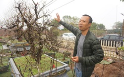 Hà Nội: Đào Nhật Tân hàng chục năm tuổi được "săn đón gắt gao", có người ngã giá cả trăm triệu về chưng Tết