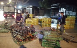 Bắc Giang: Cận Tết, chợ thu mua gà lớn nhất huyện Tân Yên ảm đạm, tiêu thụ giảm 30% so với năm trước