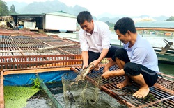 Tuyên Quang: Khổ, "con" Covid-19 kéo tụt giá cá đặc sản xuống còn có từng này, 40 năm mới thấy 1 lần