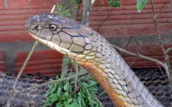 An Giang: Danh mục các loài động vật, thực vật hoang dã quý hiếm cần được bảo vệ có loài rắn hổ mang chúa?