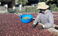 Giá nông sản hôm nay (3/1): Lợn hơi tăng mạnh trong tuần, cà phê và tiêu vẫn tăng - giảm trong biên độ hẹp