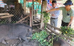 Quảng Ngãi: Giống lợn nghe tên lạ dễ nuôi, 3 tháng xuất bán được lợn con, dân ở đây thu tiền sòn sòn