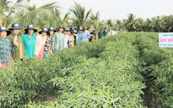 Tiền Giang: Cánh đồng trồng rặt một thứ cây ăn cay xè, 1ha lãi 500 triệu, xây được nhà tậu xe