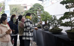 Phú Yên: Cây sam núi có dáng trực cổ kỳ mỹ đạt giải vàng ngày đầu năm 2021
