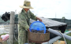 Tỉnh Bà Rịa-Vũng Tàu: Hàng nghìn tỷ đồng làm được mấy vùng nuôi tôm cá, trồng rau, nấm ứng dụng nông nghiệp công nghệ cao?