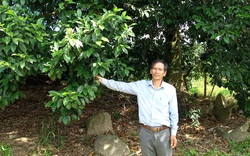Lâm Đồng: Trồng loài cây lạ tốt um, ra thứ hạt ví như vàng đen, có 1 cây bất ngờ cho tới 90 kg hạt
