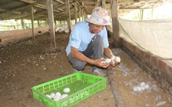 Nhiều mô hình hay giúp nông dân vượt khó, làm giàu