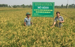 Hà Nội: "Bước ngoặt" từ các chuỗi liên kết nông sản, nông dân tăng thu nhập