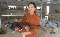 Nam Định: Nuôi chim trĩ quý hiếm ví như chim “tiến vua” bán đắt như tôm tươi, tháng cuối năm thu cả trăm triệu đồng