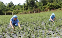 Nghệ An: Ở huyện Con Cuông, cây dược liệu được nông dân trồng là loài cây gì mà cắt đến đâu bán hết đến đó?