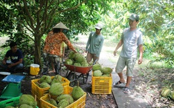 Trung Quốc làm gì mà nhập lượng sầu riêng khổng lồ, nhiều nhất từ Thái Lan?