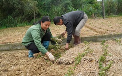 60 ha cây thạch đen được trao mã số vùng trồng, cơ hội làm giàu cho người dân Lạng Sơn
