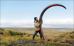 Nghề lạ, đi đào ngà voi ma mút vừa dài vừa cong, cả năm làm có 65 ngày đút túi mấy tỷ đồng?
