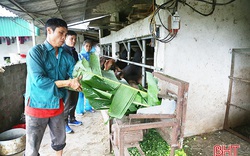 Hà Tĩnh: Giá bò 3B "khổng lồ" tăng cao, chưa đến Tết thương lái đã đòi mua giá 50-60 triệu/con