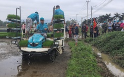 Đà Nẵng: Nông dân thích thú xem máy cấy mạ khay chạy vèo vèo, loáng cái đã cấy xong ruộng