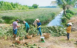 Long An: Giá khóm tăng cao bất ngờ, cứ bán 1 ký giá 10.000 đồng nông dân lãi ròng 5.000 đồng