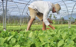 Đón Tết 2021: Nông dân Đà Nẵng tất bật vào vụ trồng rau lớn nhất năm, gỡ gạc vốn liếng