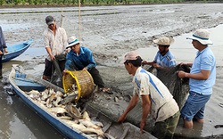 Hậu Giang: Nông dân bắt hàng tấn cá ruộng tươi roi rói, cá lóc to bự bán 90.000 đồng/ký