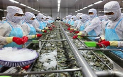 "Vua tôm" Minh Phú: Đói tôm nguyên liệu gay gắt, nhà máy của tôi ở Hậu Giang chỉ được 50% công suất