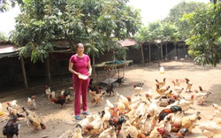 Hưng Yên: Giải bài toán thu hút nông dân vào tổ chức Hội