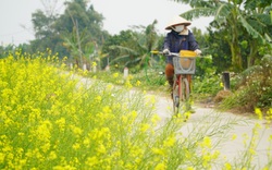 Hà Nội: Mùa cải vàng ven sông đẹp rực rỡ, thu hút hàng nghìn lượt check-in mỗi ngày