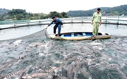 Lâm Đồng: Người nuôi cá tầm điêu đứng vì cá nhập lậu từ Trung Quốc