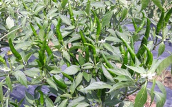 Bạc Liêu: Nông dân lên mạng học trồng ớt chỉ thiên, nuôi tôm sạch, lãi ngay hàng chục triệu