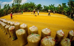 Việt Nam nhập khẩu 70.000 tấn gạo từ Ấn Độ: Chuyện bình thường trong xu thế hội nhập