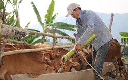 Hội Nông dân Nặm Ét: Nhiều hoạt động giúp hội viên, nông dân phát triển kinh tế